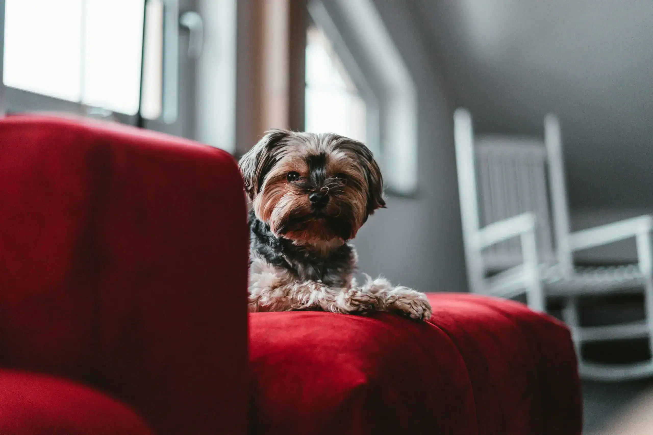 A puppy sitting on a red Couch